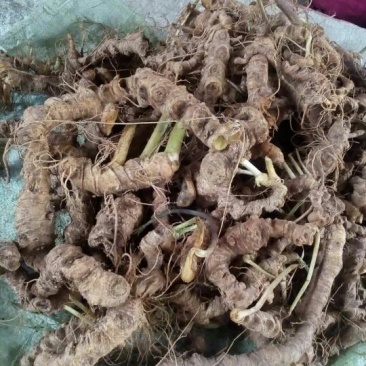 三七百年野三七鲜货