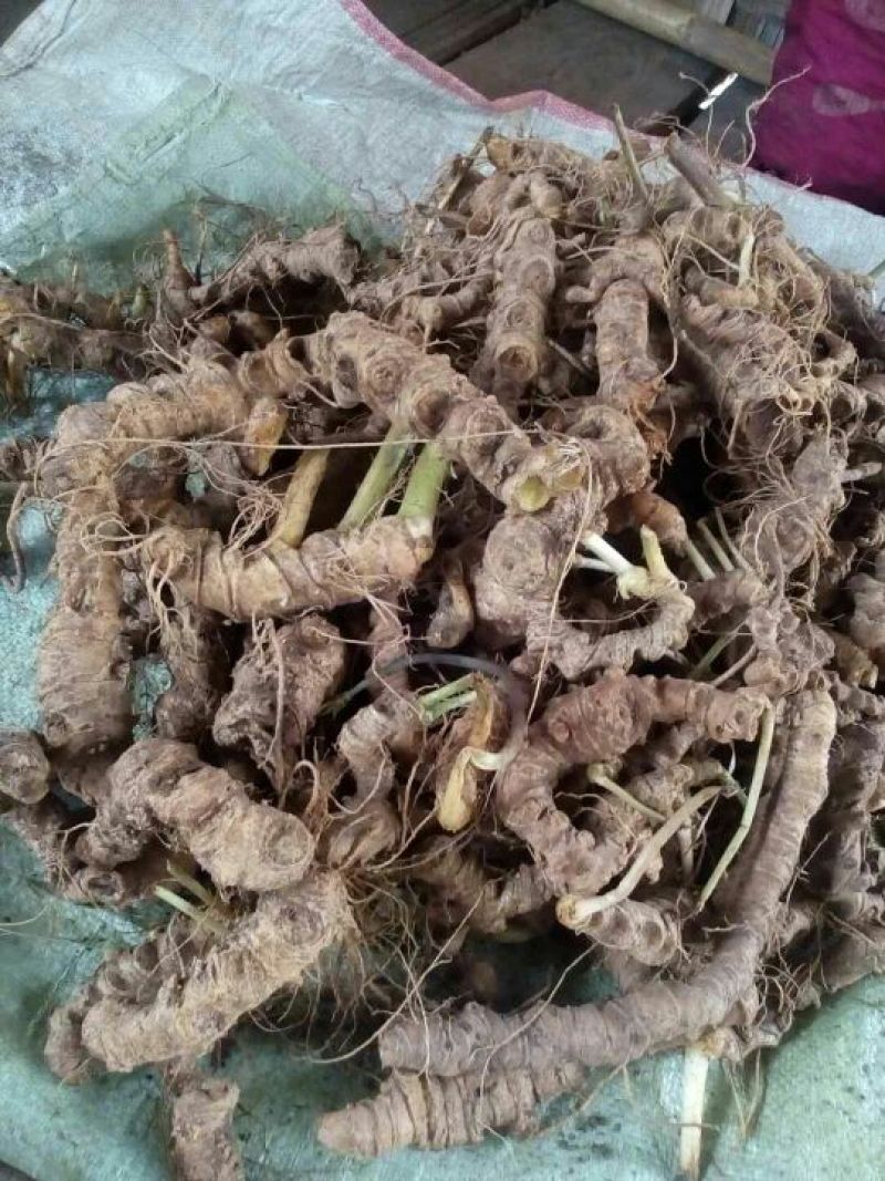 三七百年野三七鲜货