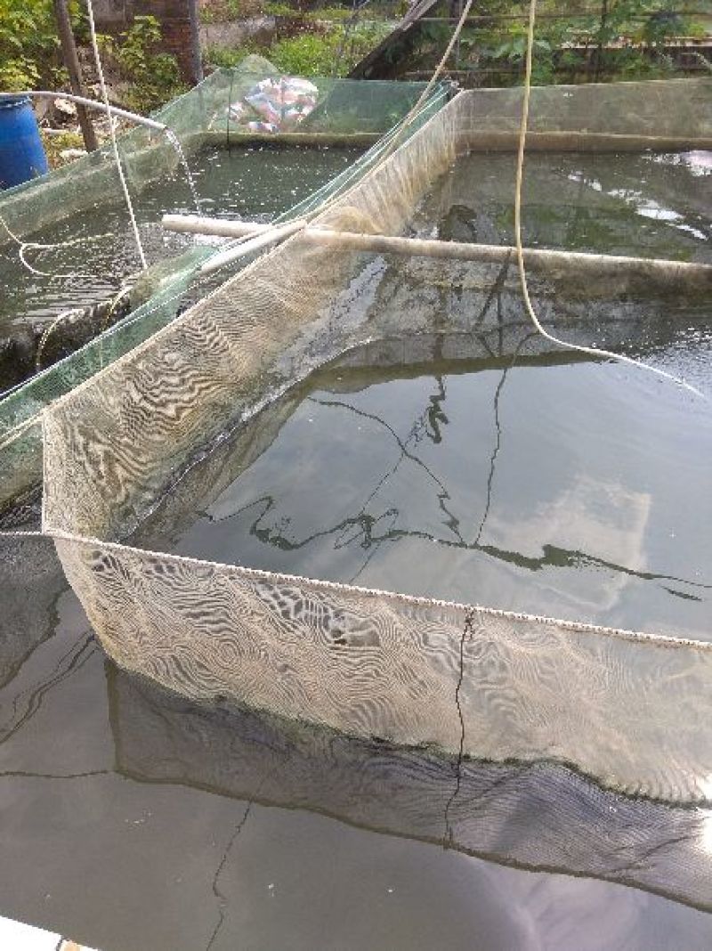 鲫鱼