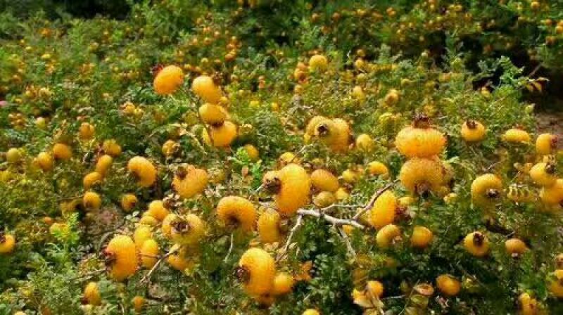 刺梨鲜