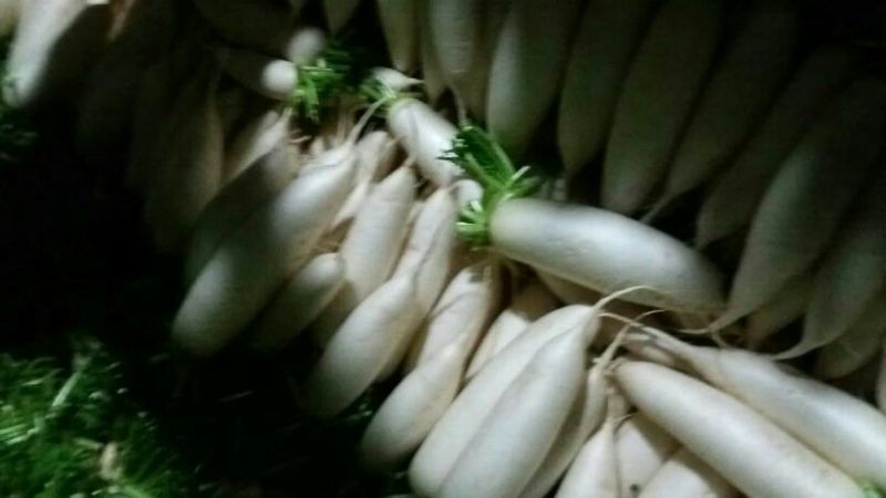白萝卜1.5~2斤起