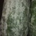 白皮冬瓜15斤以上地冬瓜