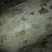 白皮冬瓜15斤以上地冬瓜