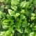 大叶菠菜15~20厘米
