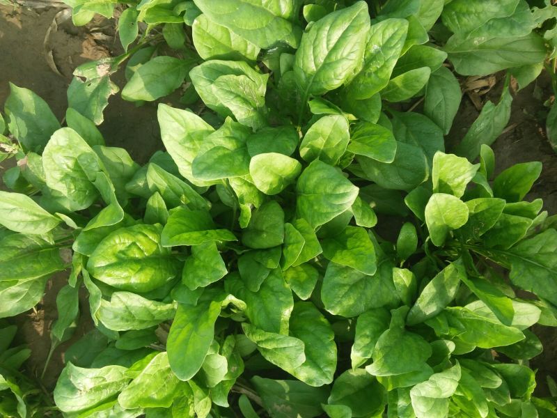 大叶菠菜15~20厘米