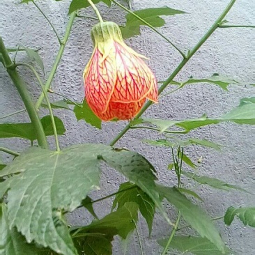 灯笼花