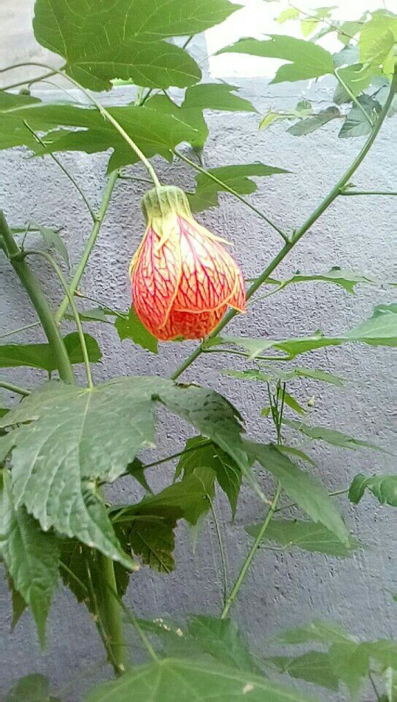 灯笼花