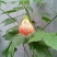 灯笼花