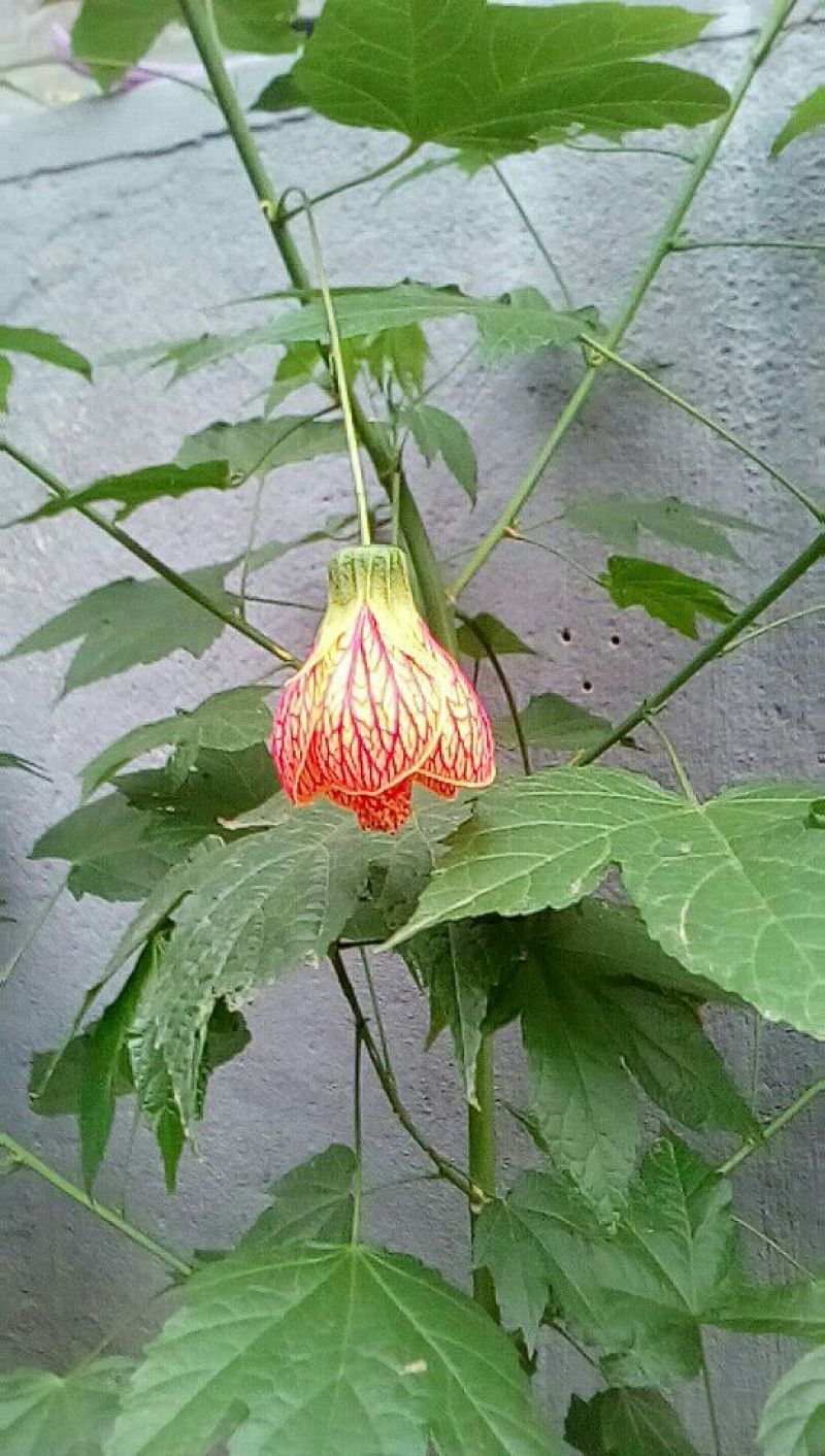 灯笼花
