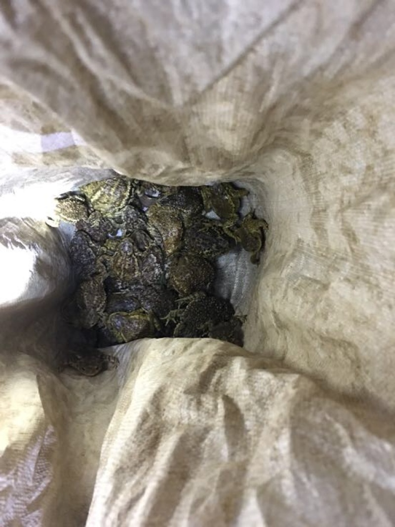 中华大蟾蜍药用