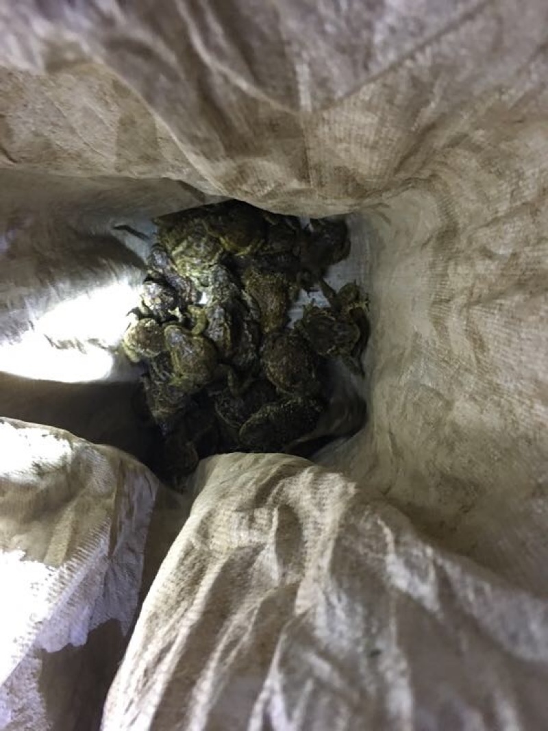 中华大蟾蜍药用