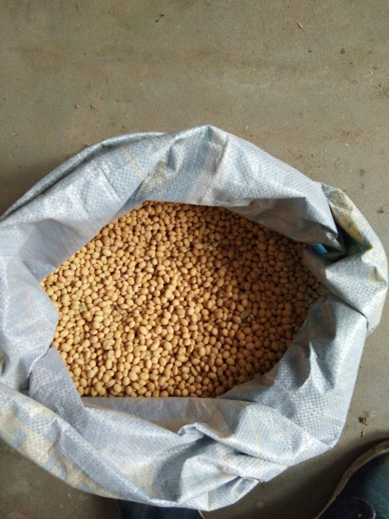 黄黄豆优质