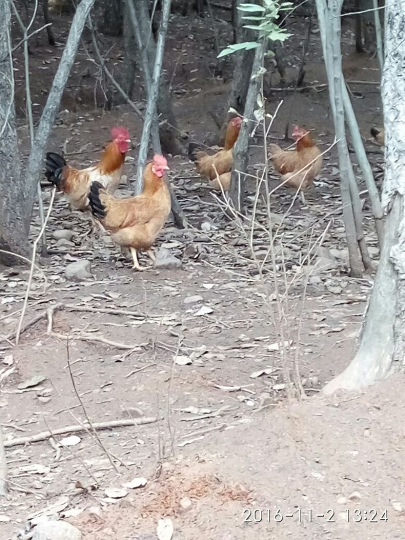三黄鸡9~12月
