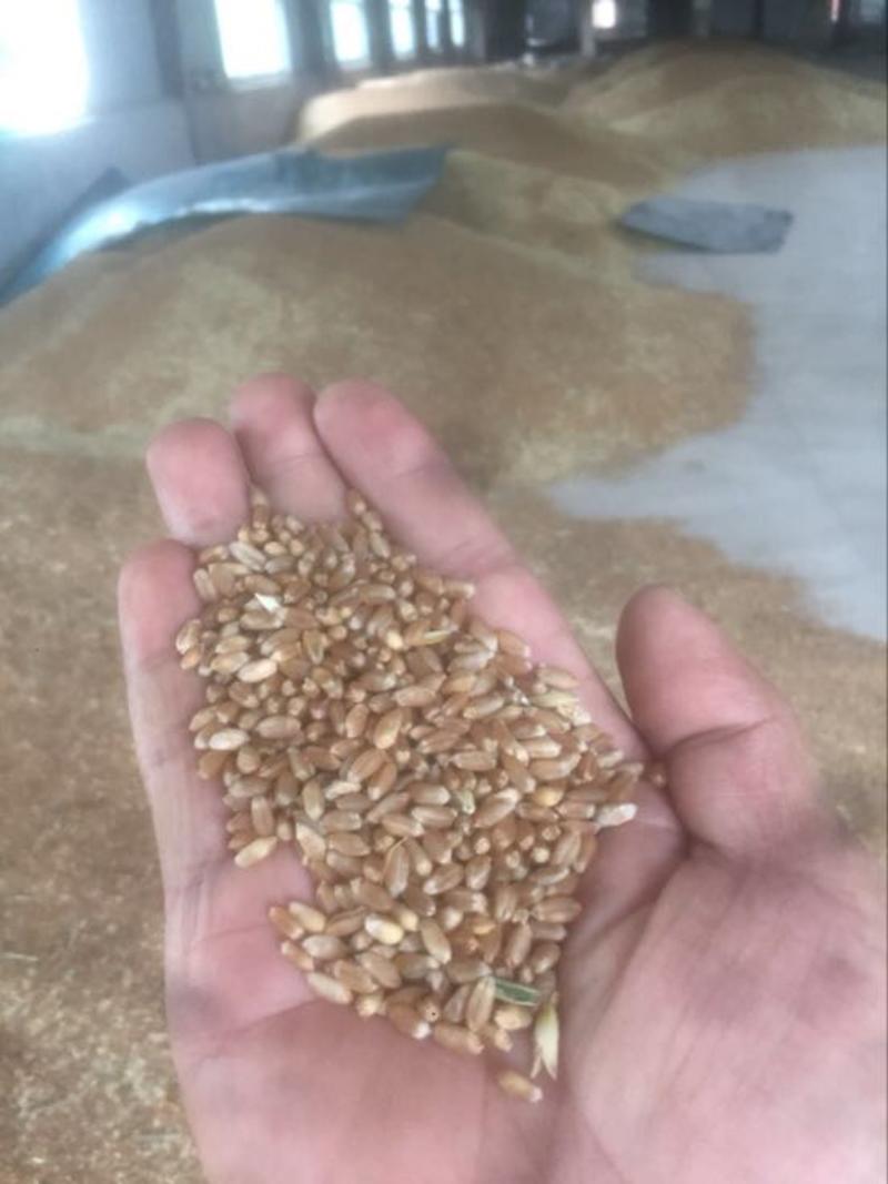 郑麦9023小麦12.5%以下