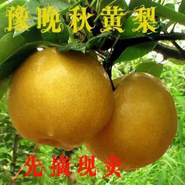晚秋黄梨膜袋60~100g甜度高表光如服务优