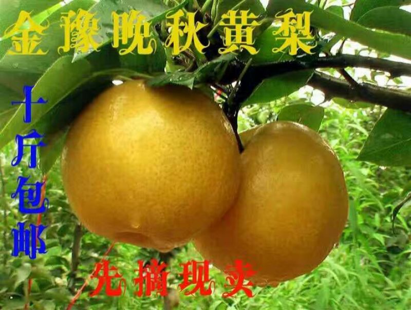 晚秋黄梨膜袋60~100g甜度高表光如服务优