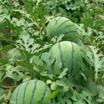 京欣西瓜6斤打底8成熟1茬