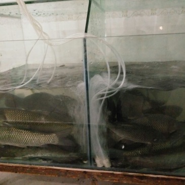 河鲤鱼食用0.5~1公斤