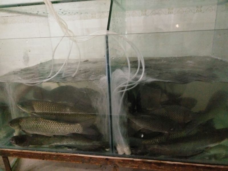 河鲤鱼食用0.5~1公斤