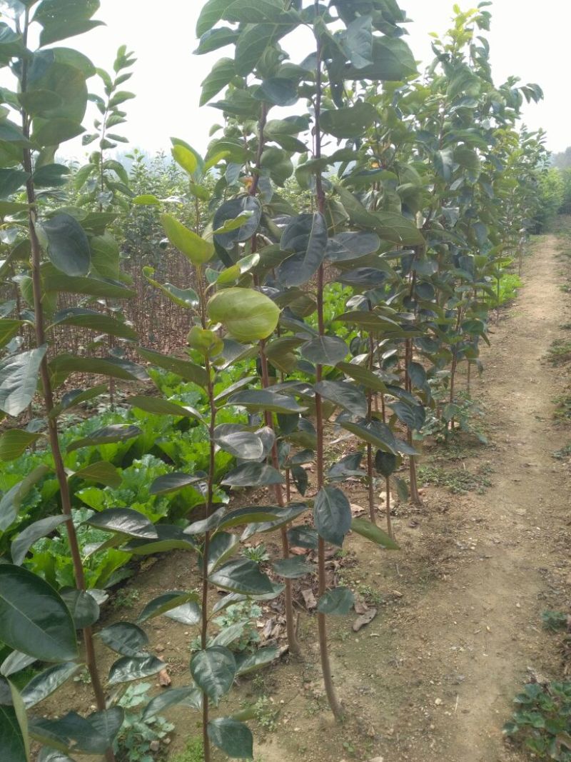柿子树苗甜柿子树牛心柿子树黑柿子树苗