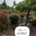 鲁宾斯球80cm以上