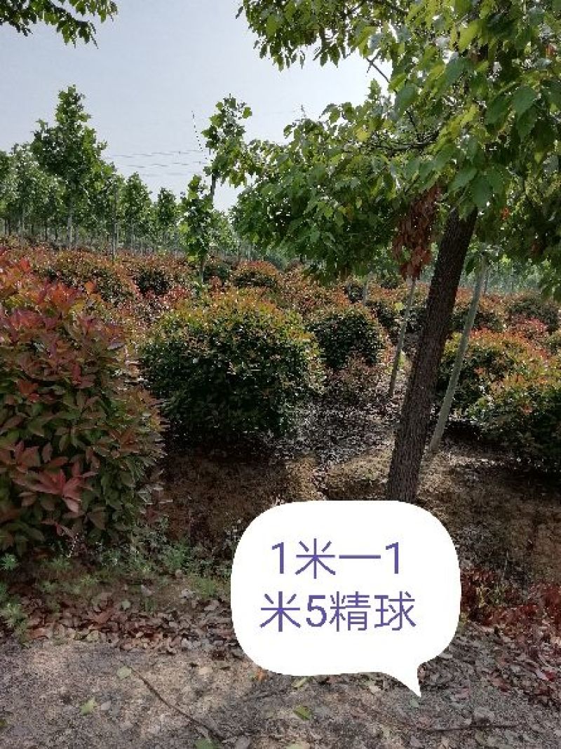 鲁宾斯球80cm以上