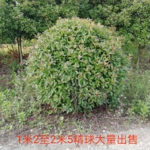 鲁宾斯球80cm以上