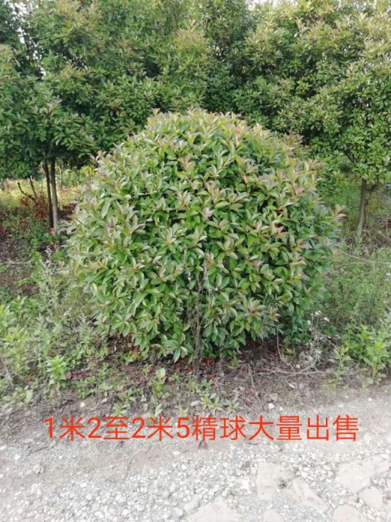 鲁宾斯球80cm以上