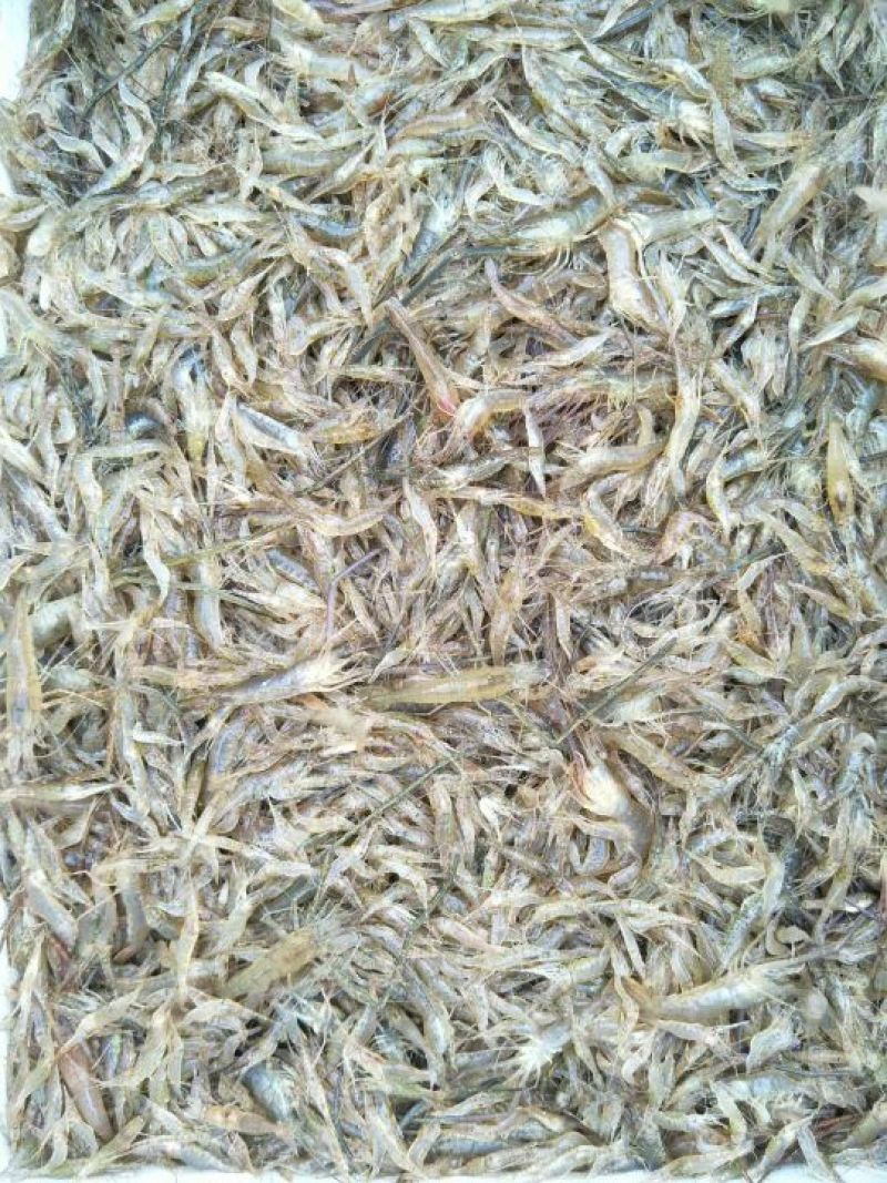 河虾冰鲜虾8只/kg以下