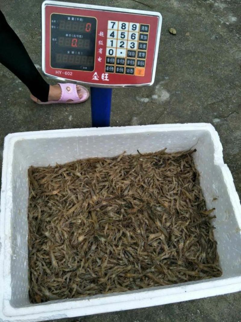 河虾冰鲜虾8只/kg以下