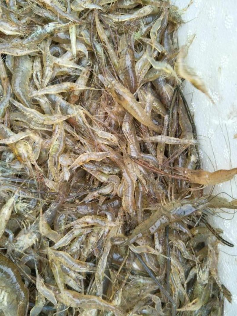 河虾冰鲜虾8只/kg以下