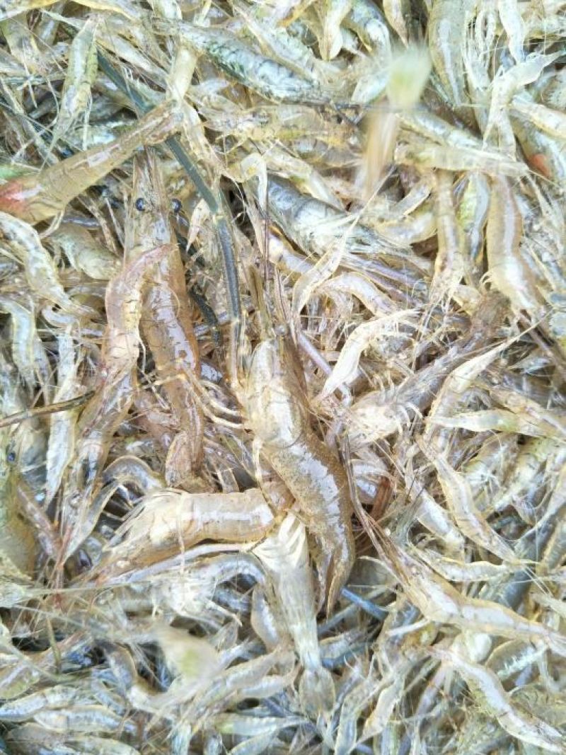 河虾冰鲜虾8只/kg以下