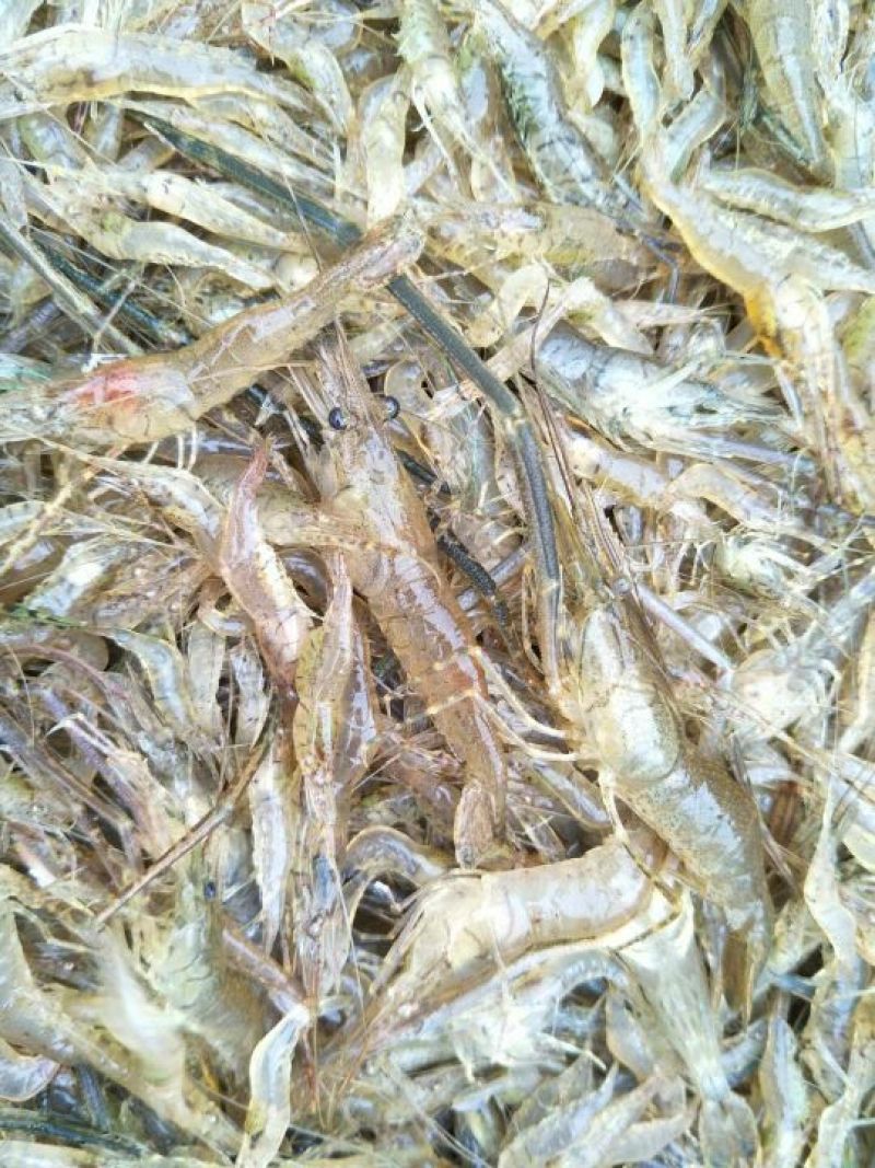 河虾冰鲜虾8只/kg以下