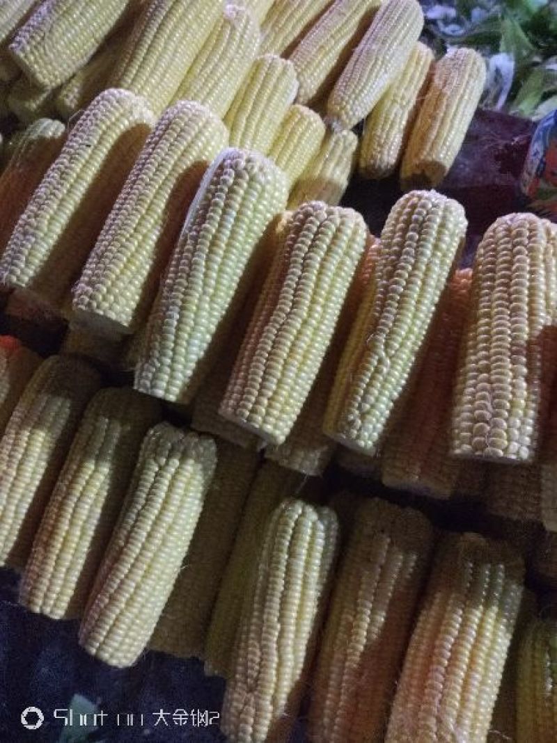 菜用玉米3%