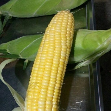 菜用玉米3%