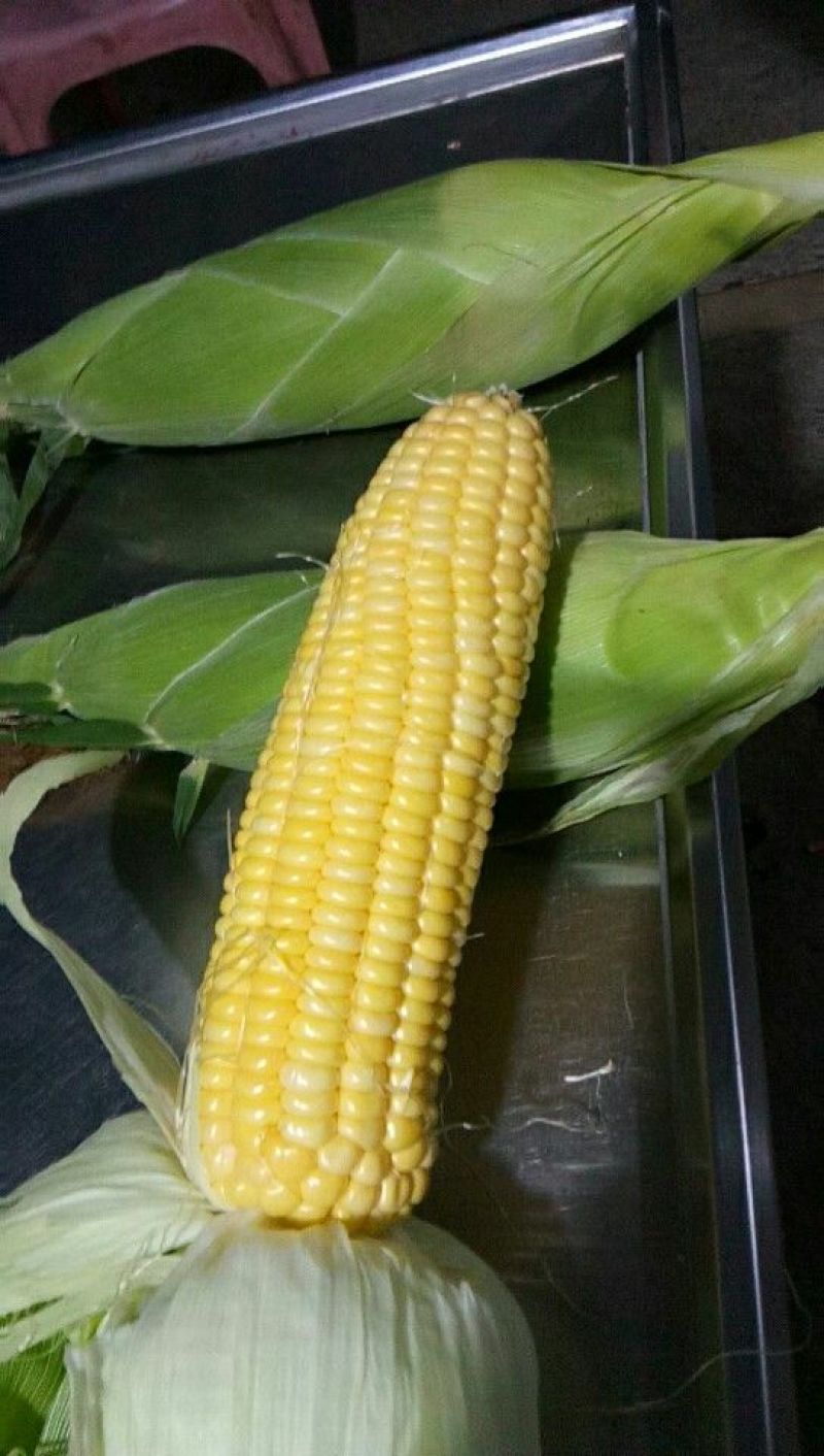 菜用玉米3%