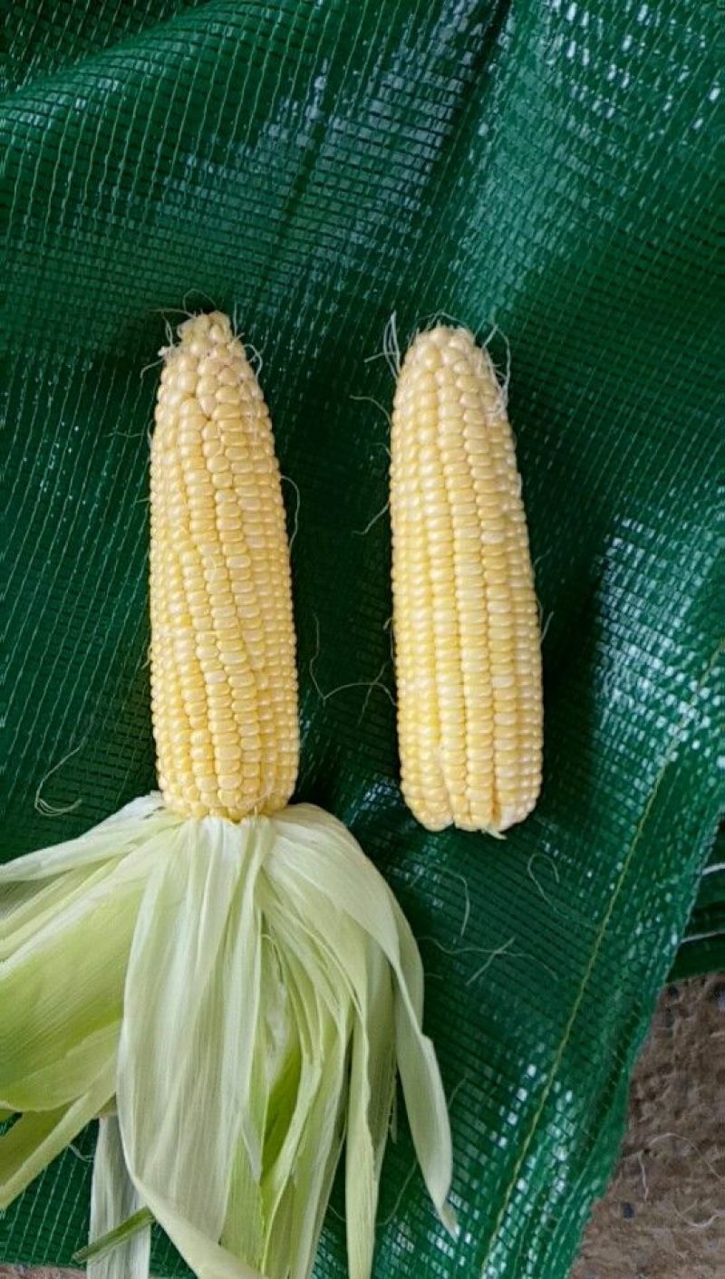 菜用玉米3%