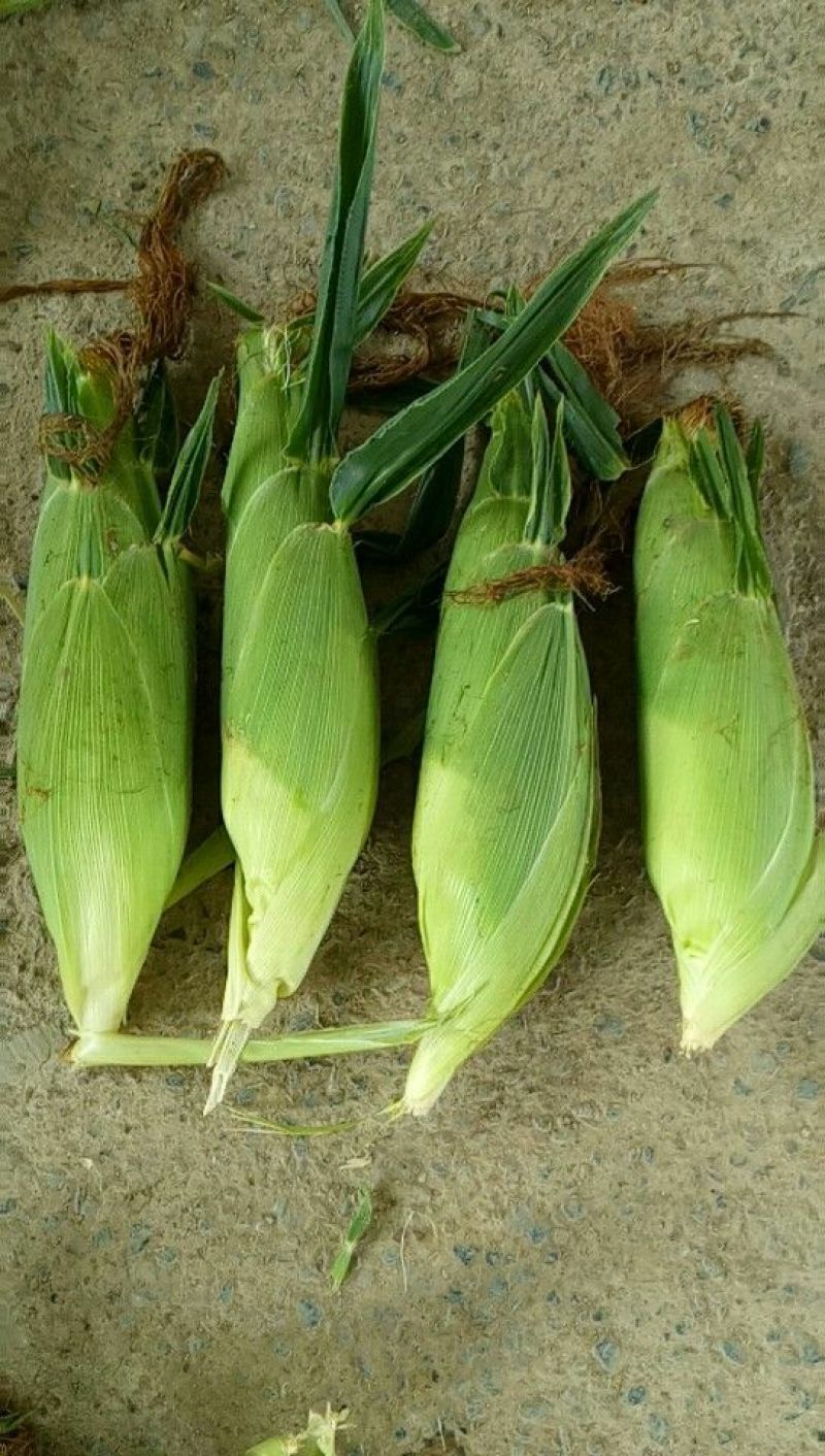 菜用玉米3%