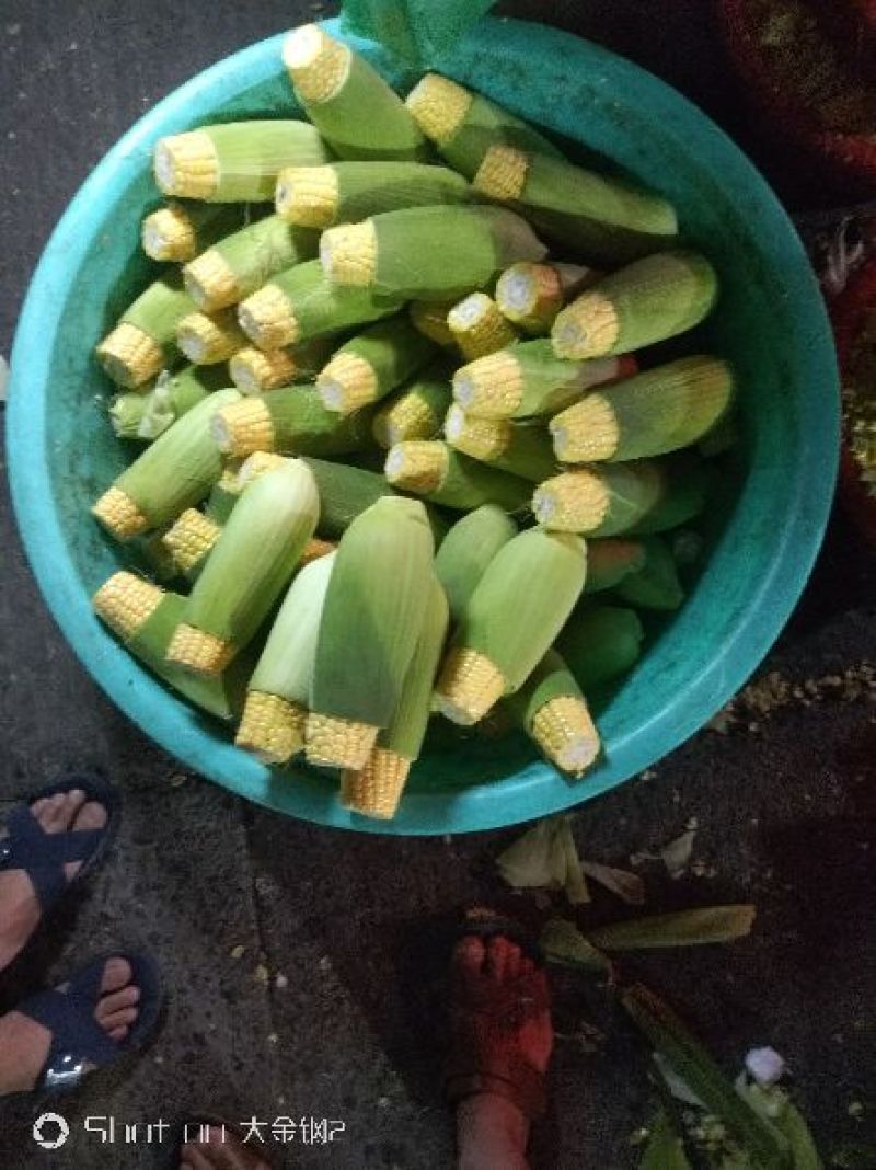 菜用玉米3%