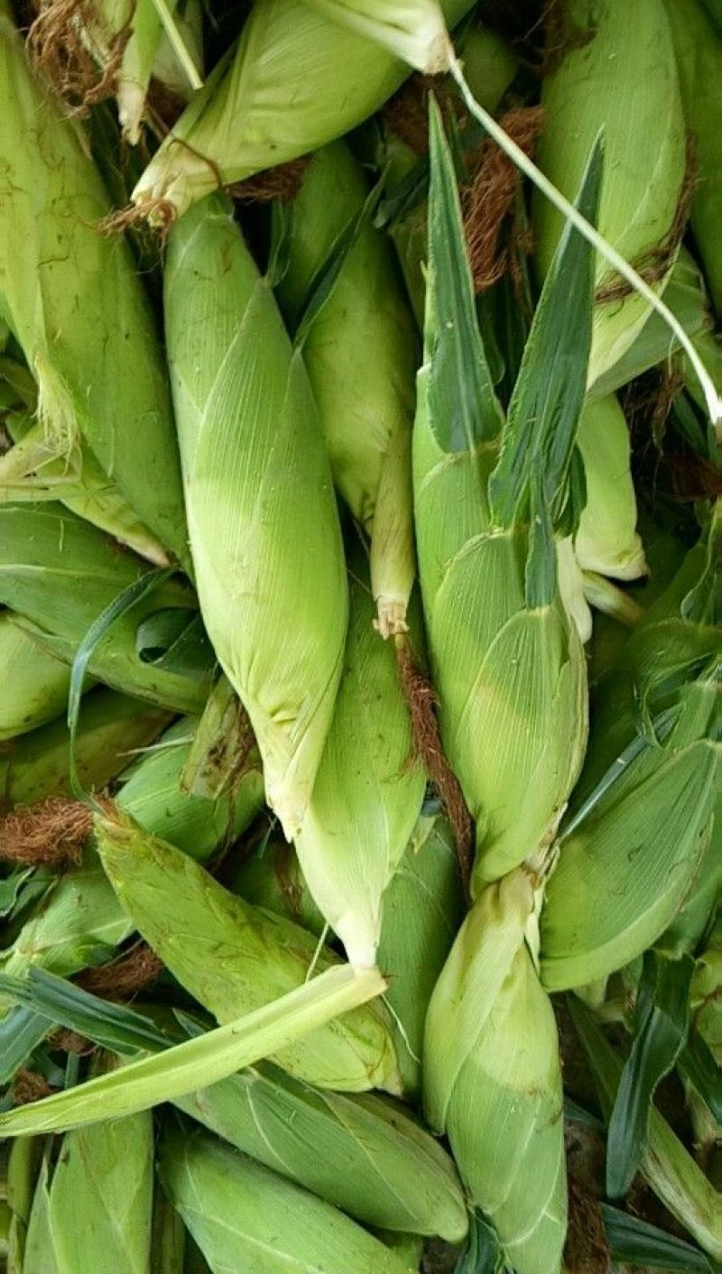菜用玉米3%