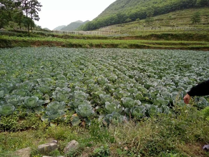 莲白3斤以上