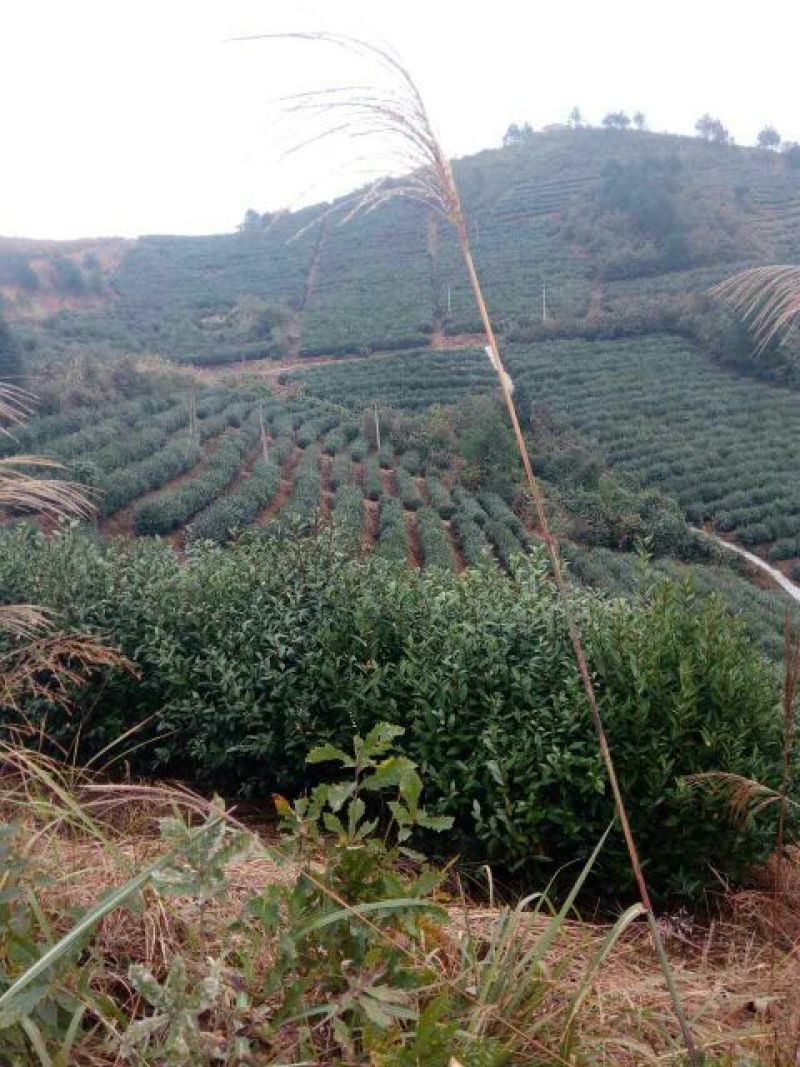 老树茶特级
