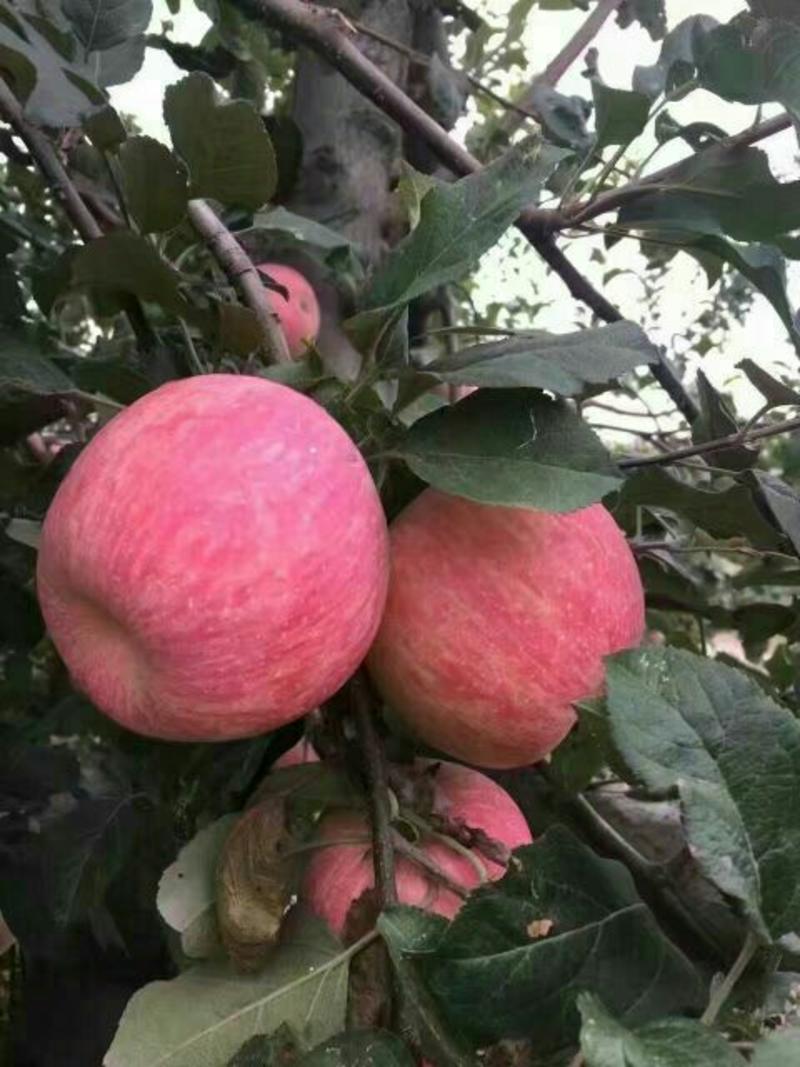洛川富士苹果纸袋红富士冷库洛川纸袋红富士苹果供应