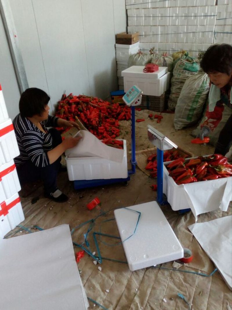泡椒辣椒10~15厘米红中辣