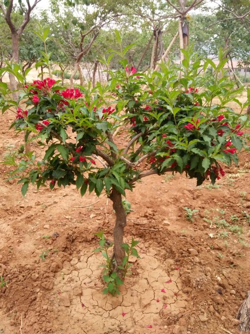 锦带80~100cm