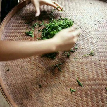 本山茶特级