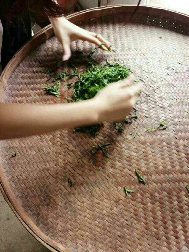 本山茶特级