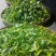 本山茶特级