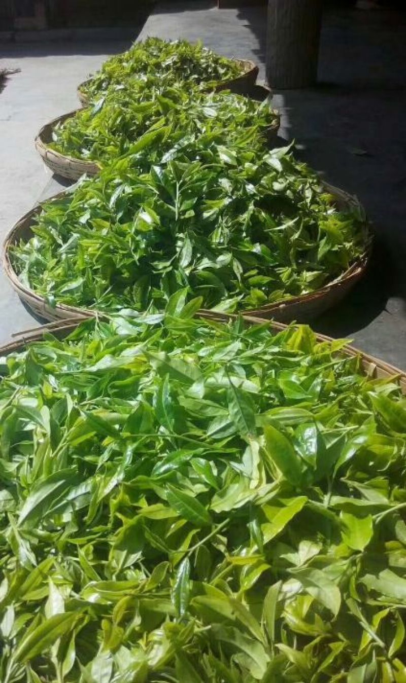 本山茶特级