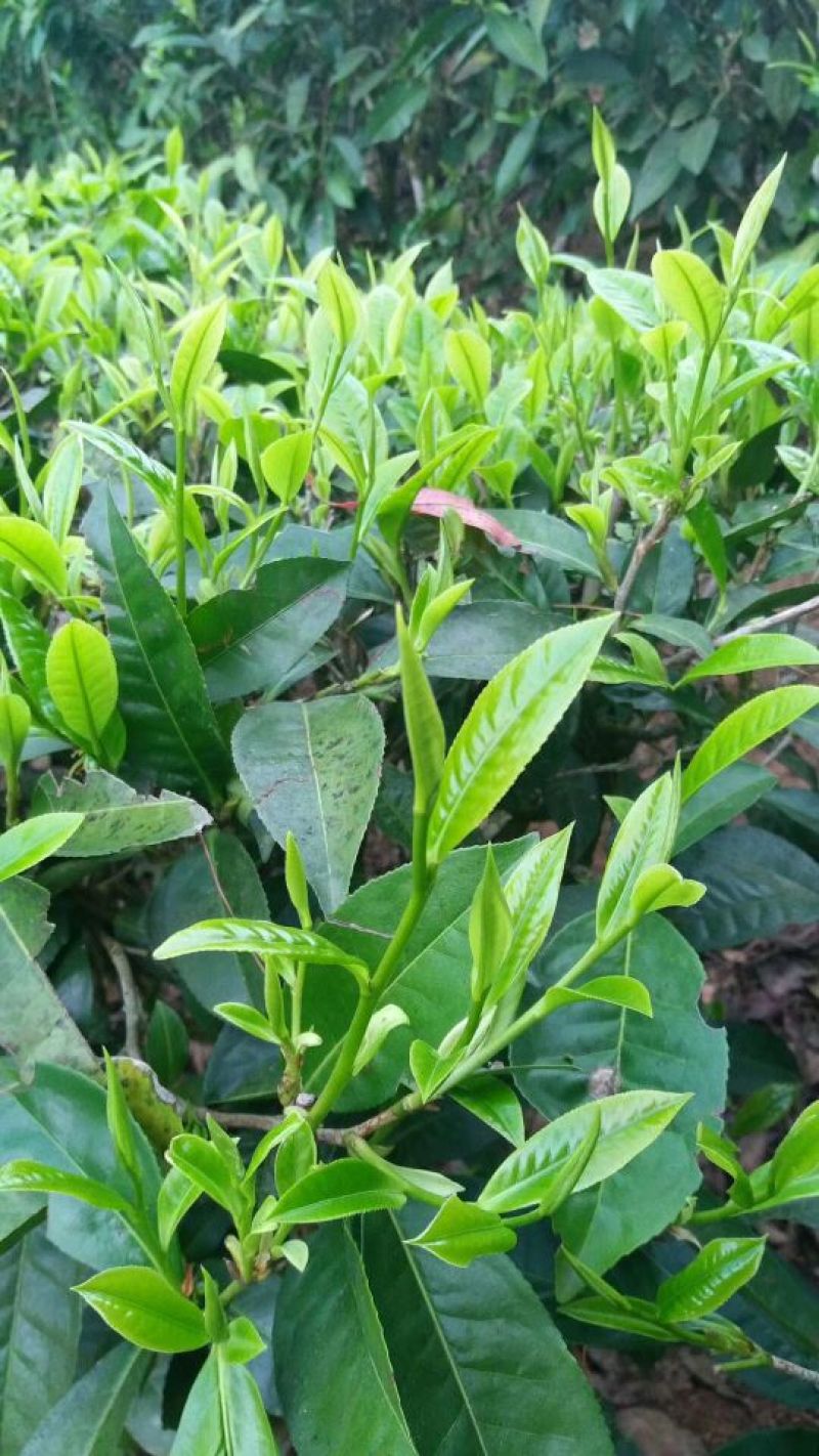 本山茶特级